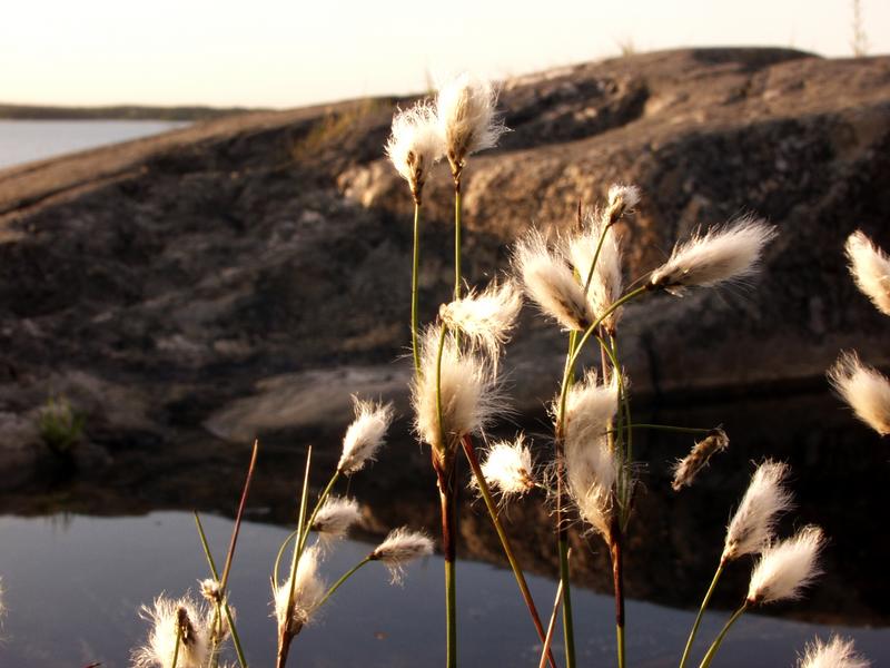 Hare's-tail Cottongrass grows on Porkkala's rocky shore