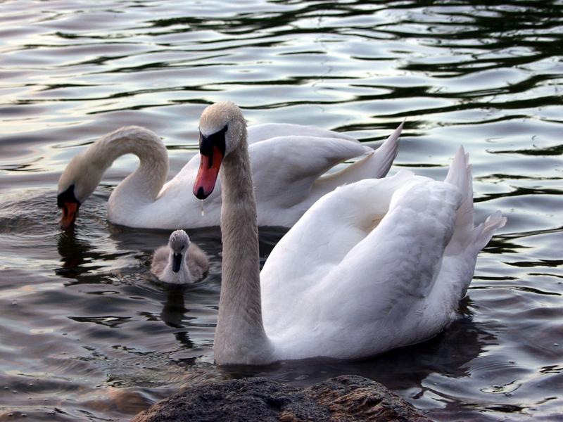 Swans
