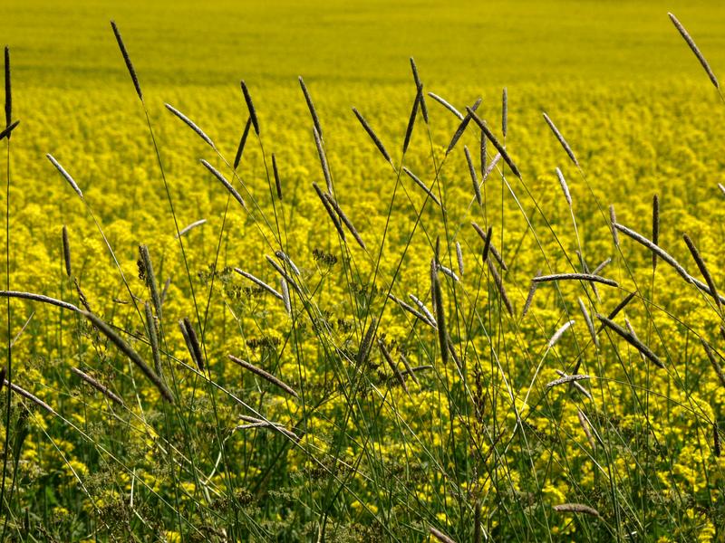 Timothy in a rape field