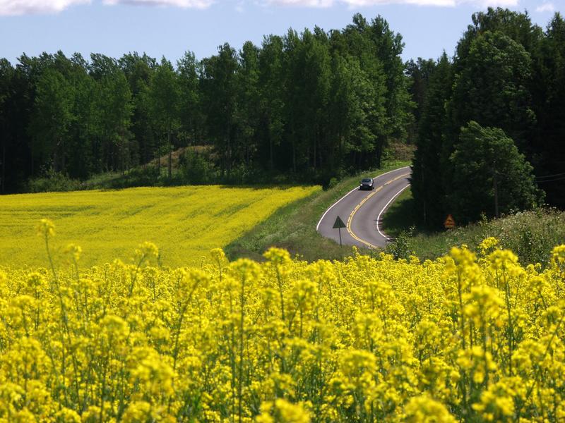 A road and a rape field