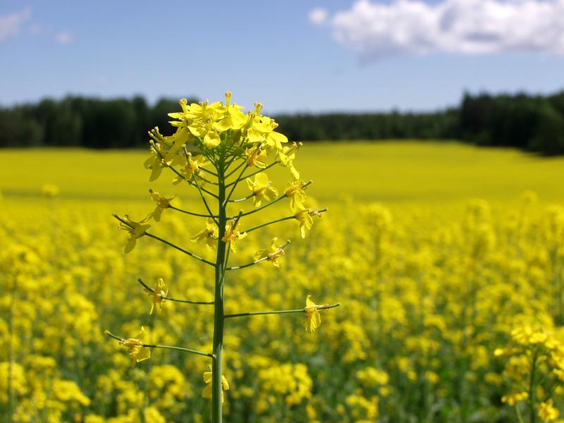 Rape in a rape field