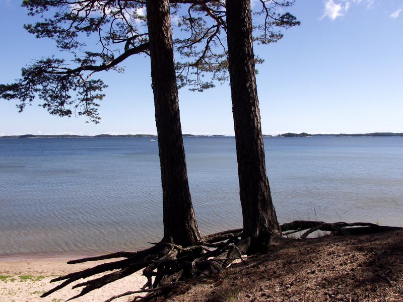 The seashore and pine trees