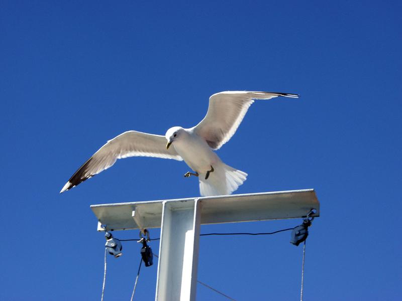 A mew gull landing