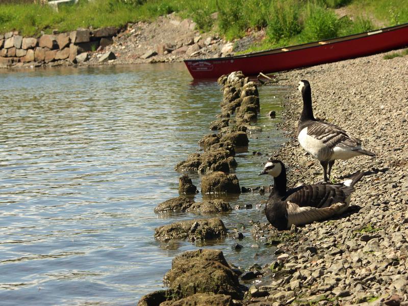 Barnacle geese at seashore