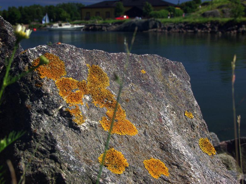 Lichen in a rock