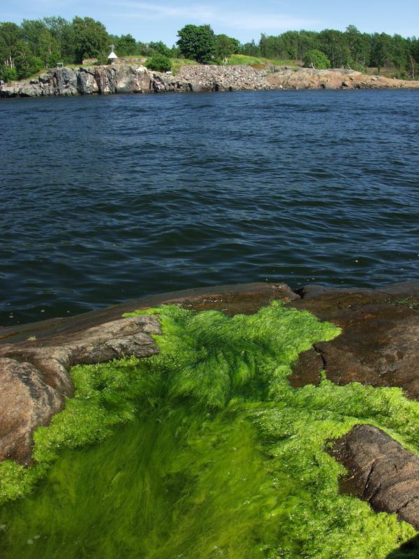 Algae at sea shore