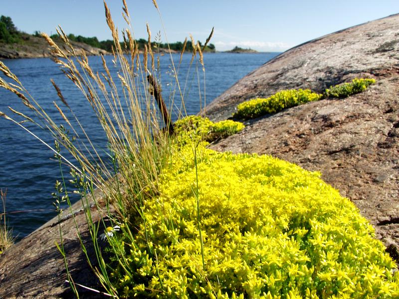 Flowers at the edge of Kustaanmiekka sound