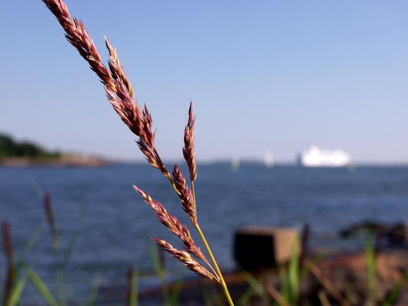 Hay at the island of Srkk, the Finnish bay in the background