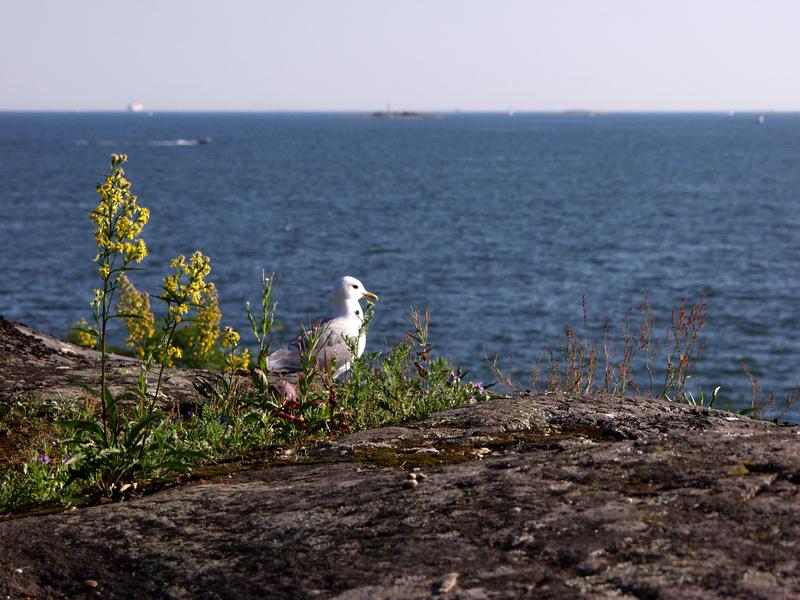 A seagull looking out to the sea from Harakka island