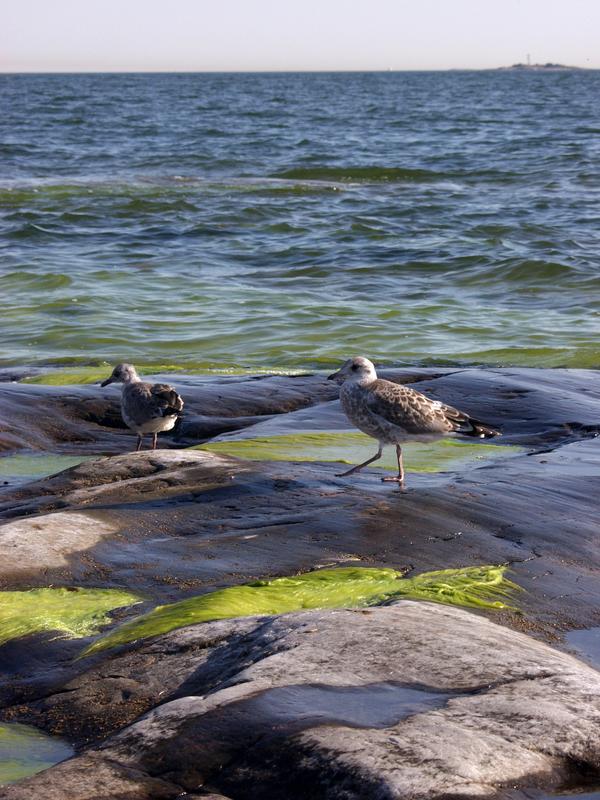 Offsprings of seagull on an algae shore