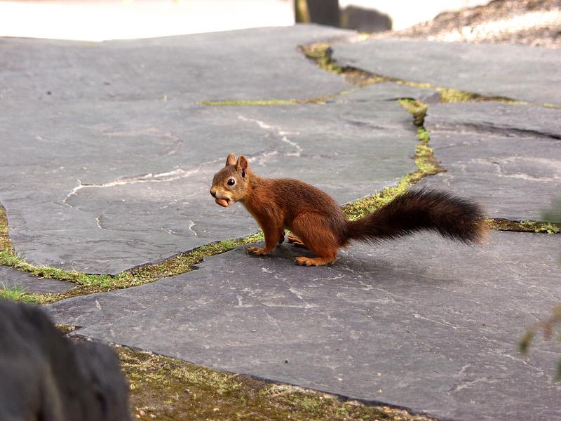 Orava Roihuvuoren Japanilaistyylisess puutarhassa