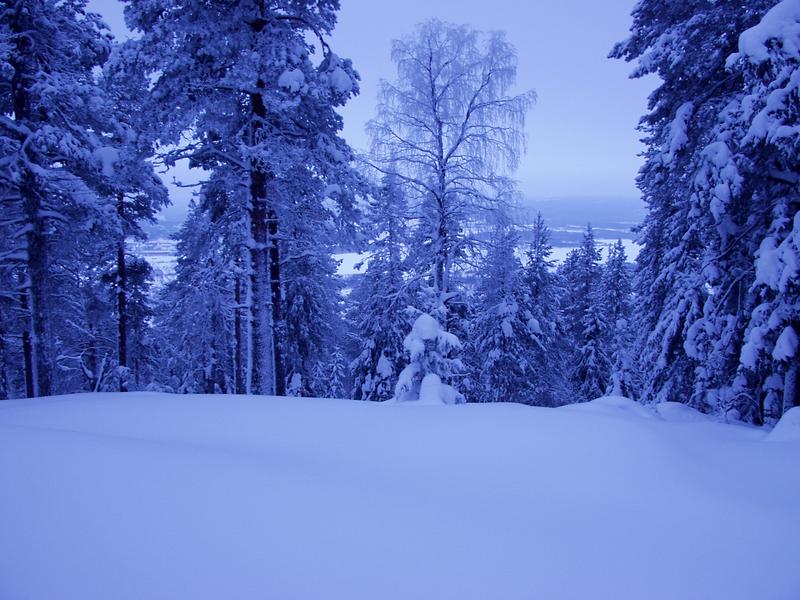 A snowy landscape
