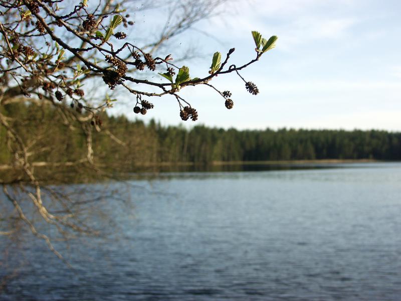 Acorns, lake Mrki in the background