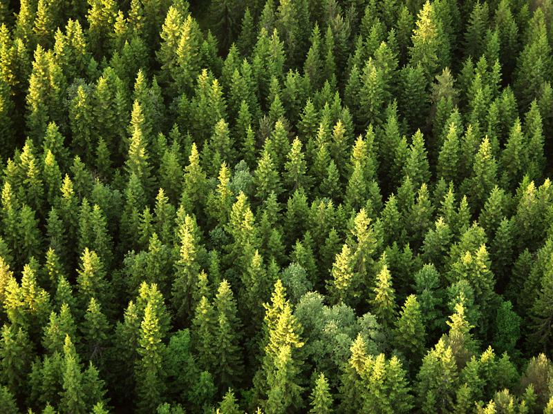 Pine forest seen from a hot air balloon