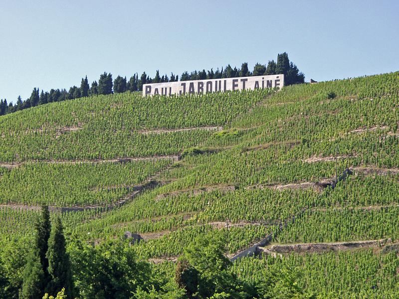Wine field on a hill