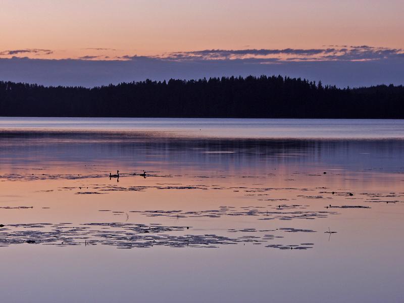 Ducks at lake Rusutjrvi