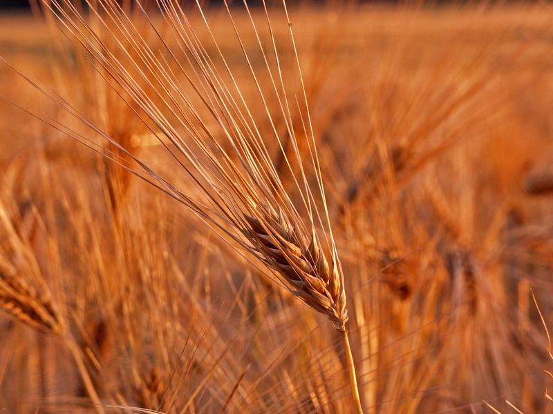 Barley on a barley field