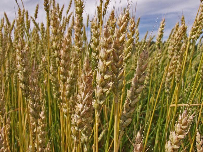 Wheat on a wheat field