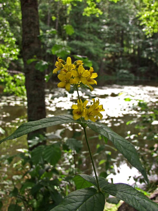 A flower