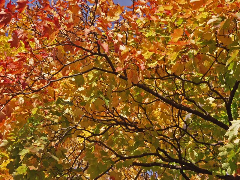 Autumn's glory of colors