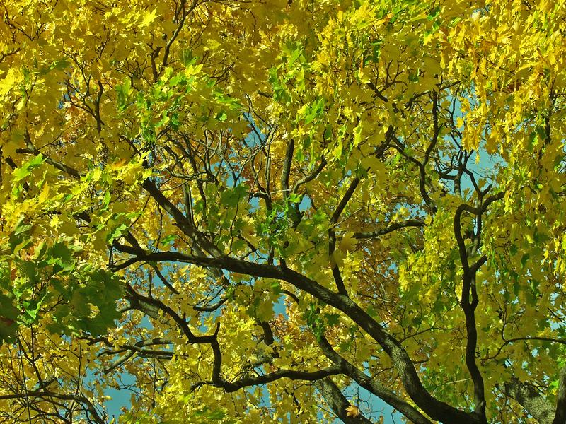 Autumn's glory of colors