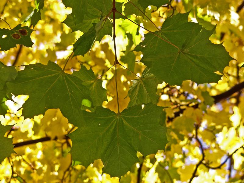 Close up on a maple leaf