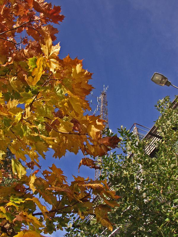 Train traffic center and a maple in autumn