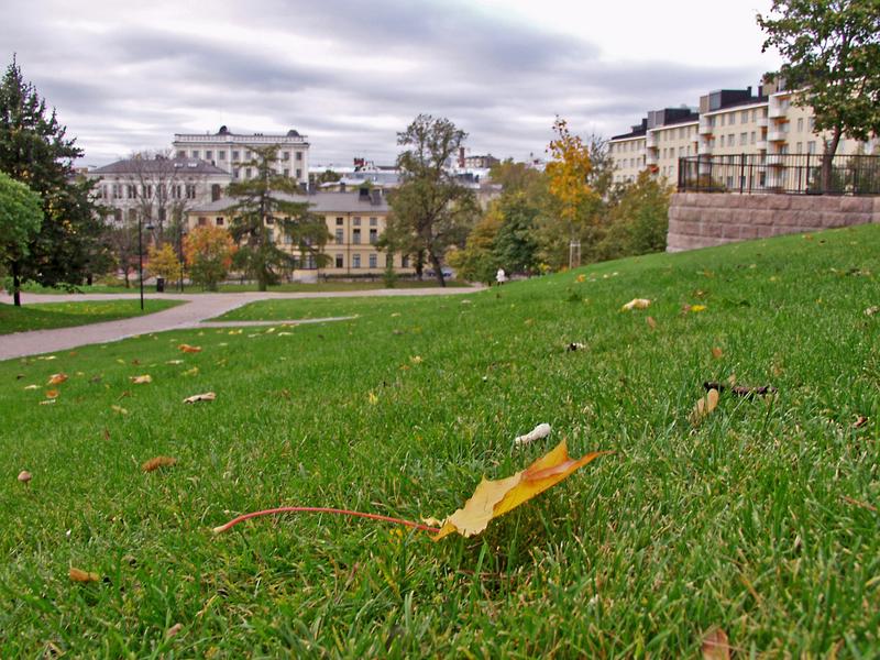 A leaf dropped by autumn