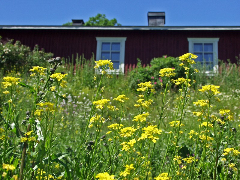 Flowers on the yard of a house