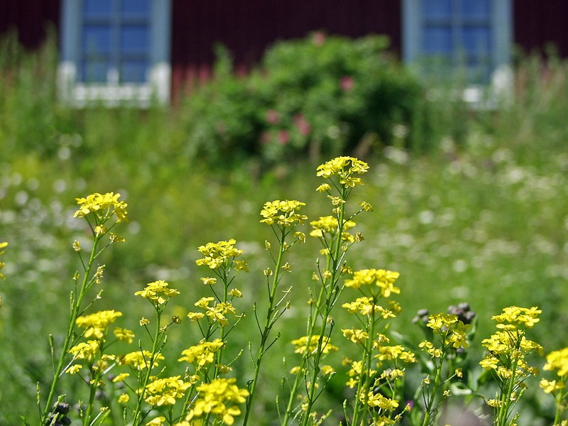 Flowers on the yard of a house