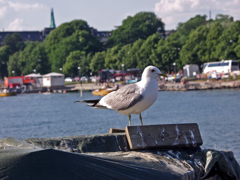 Kalalokki