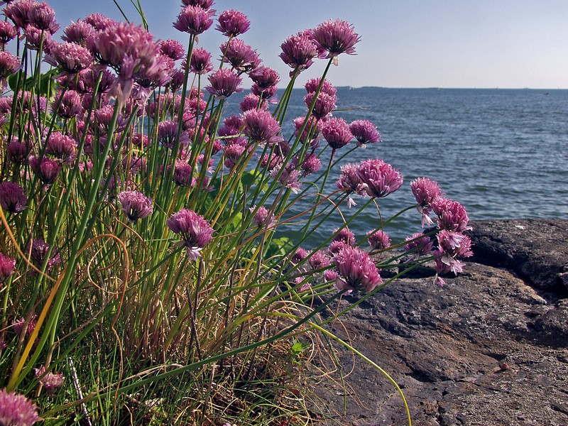 Blossoming chives