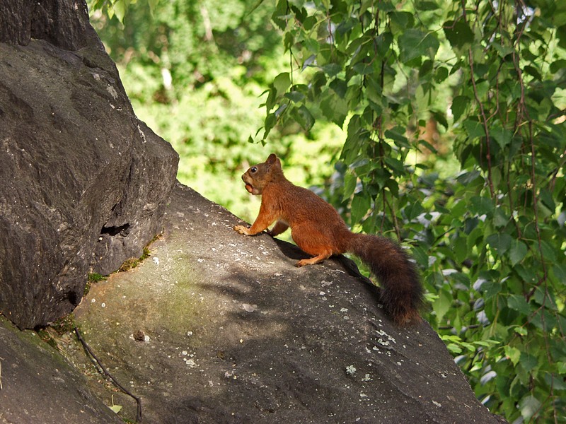 A squirrel climbing on a rock