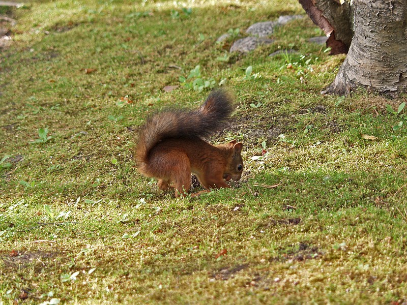 A squirrel hiding a nut