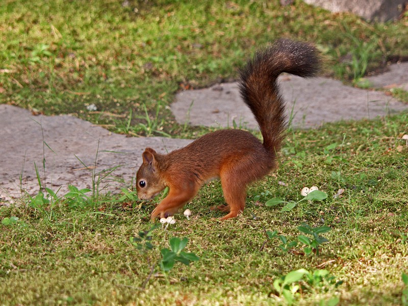 A squirrel hiding a nut