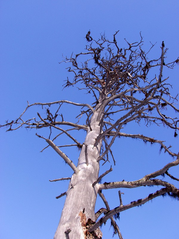 A dead dried tree