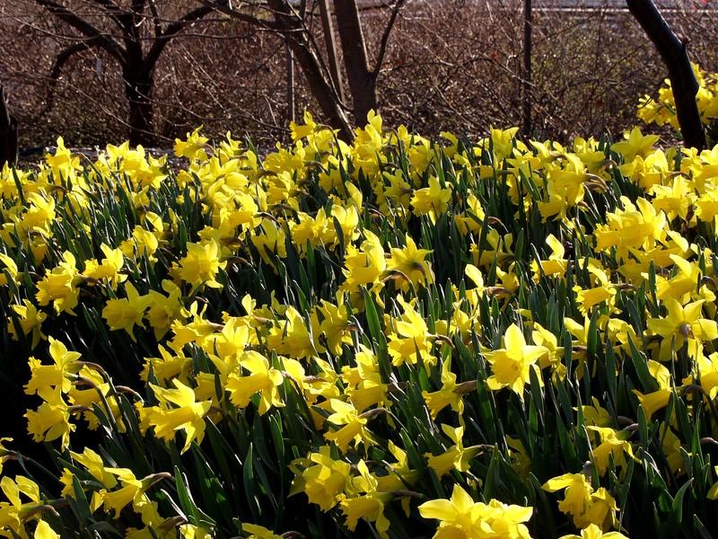 Narcissus at the botanic garden