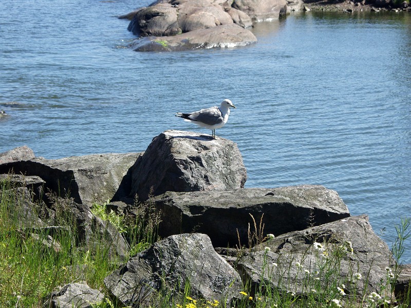 Kalalokki