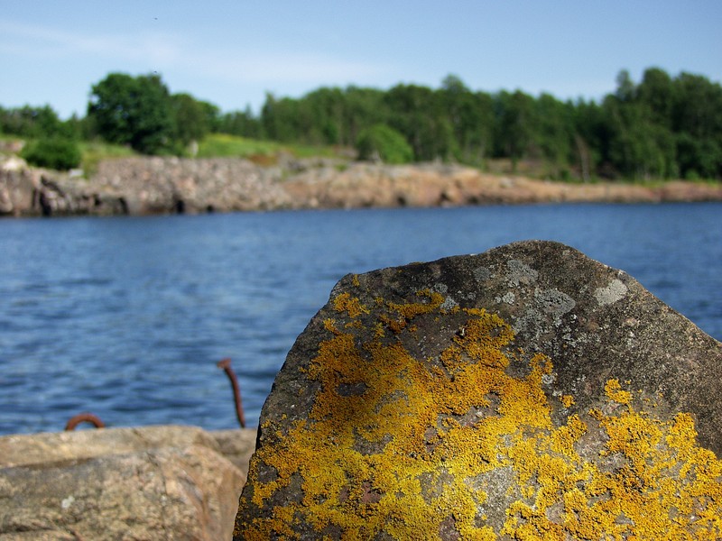 Lichen on a stone