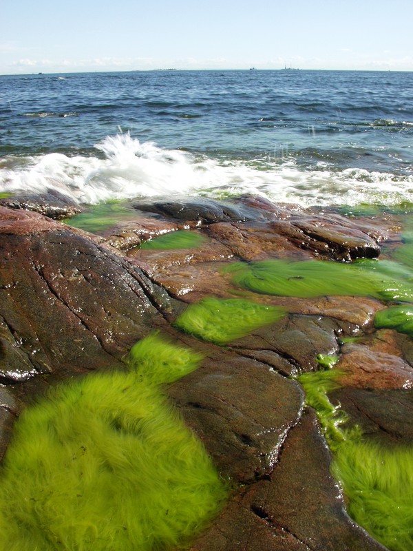 Algae on the shore rocks