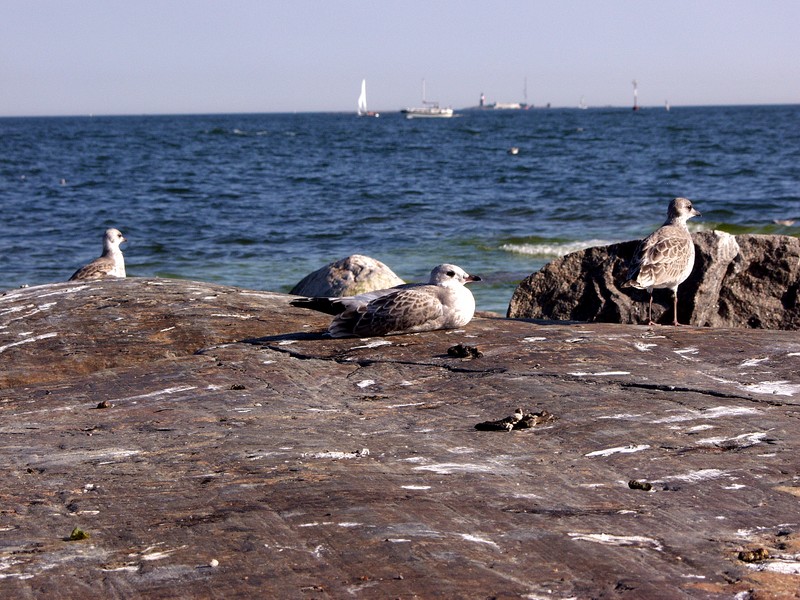 Seagulls on the shore rocks