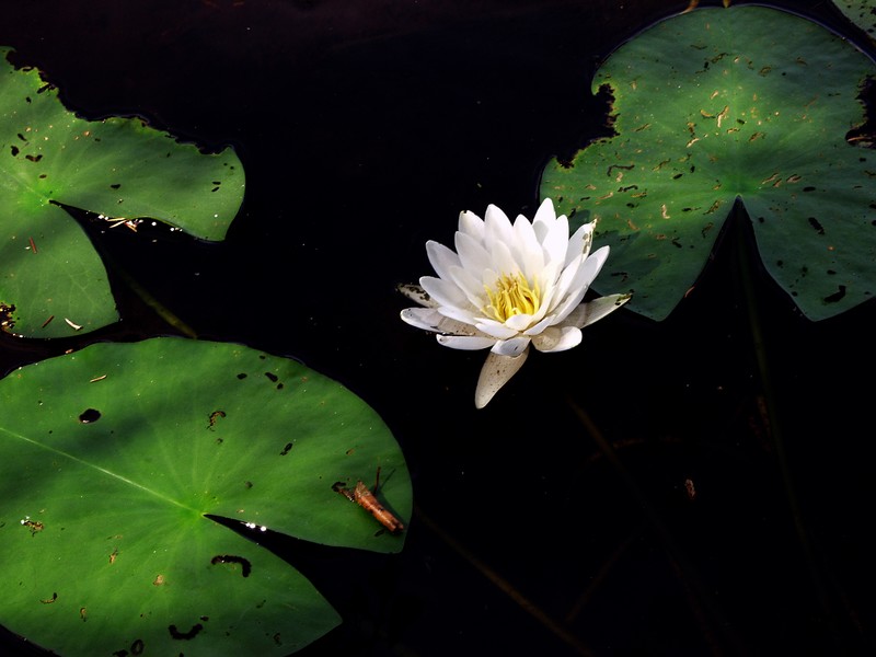 A water lily