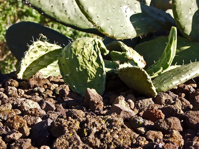 Cactus