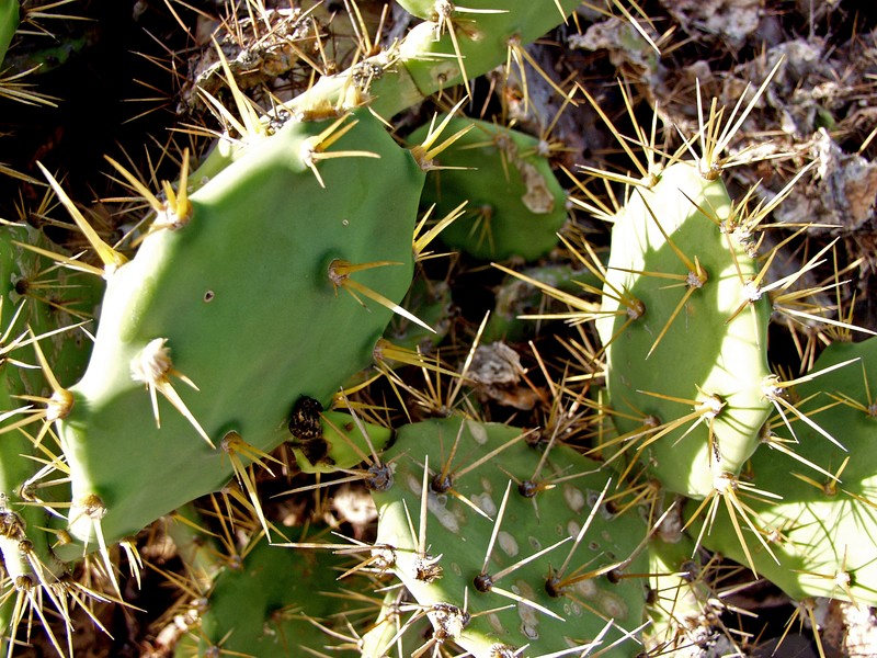 Cactus