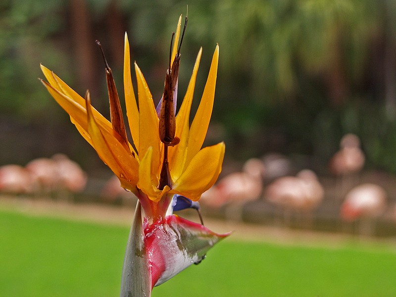 A colibri flower