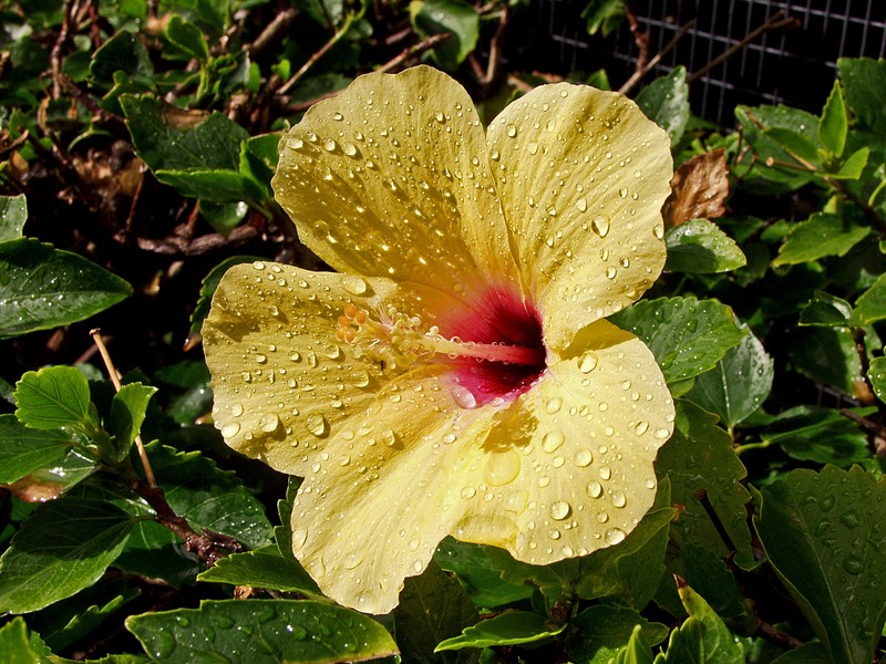 A flower after rain