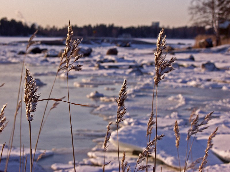 Rushes at the beach