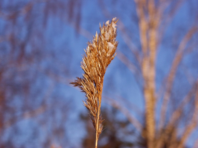 Closeup on a rush