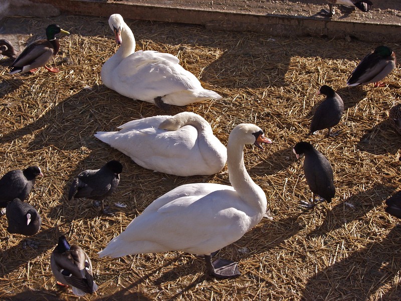 Swans and ducks