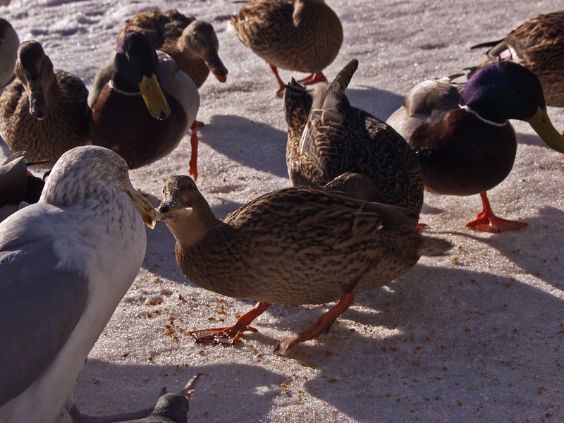 A seagull and a duck fighting over food